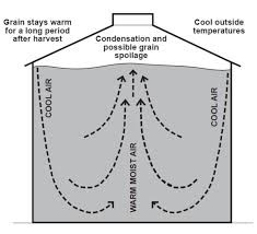 Diagram illustrating air circulation in a grain silo, showing warm moist air rising and cool air descending, with annotations about grain temperature and potential spoilage.