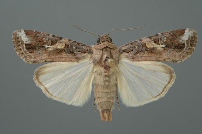 The fall armyworm adult moth with its brown fury wings spread.