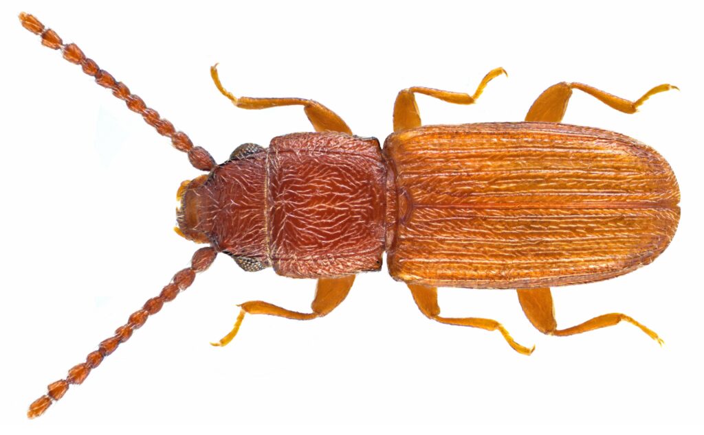 Detailed top view of a brown beetle with elongated body, segmented antennae, and six legs, isolated on a white background.