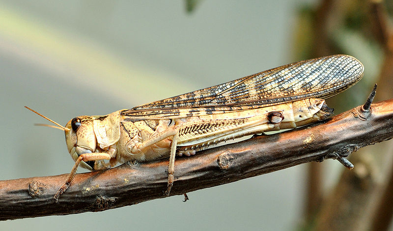 The Australian Plague Locust